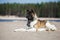 American akita dog posing on a beach