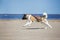 American akita dog running on a beach