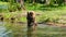 American Akita dog in the water