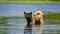 American Akita dog in the water