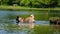 American Akita dog in the water