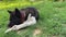 American akita eating bone