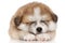 American Akita inu Puppy Sleep