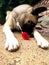 American akita just grab the rose and we take a nice picture