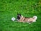 An American Akita lies on the grass next to a soccer ball