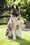 American akita portrait