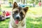 American akita puppy dog portrait outdoor in park