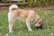 American akita puppy is eating an apple in the autumn park. Four month old. Pet animals