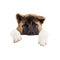 american akita standing behind blank panel isolated