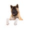 american akita standing behind blank panel isolated