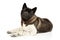 American Akita on white background