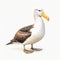 American Albatross In Photorealistic Rendering On White Background