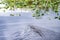 American Allegator swimming in marsh swamp water in the Everglades National Park, Florida