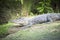 American Alligator