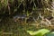 American Alligator - alligator mississippiensis