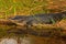 American Alligator, Alligator mississippiensis, NP Everglades, Florida, USA. Crocodile in the water. Crocodile head above water