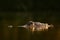 American Alligator, Alligator mississippiensis, NP Everglades, Florida, USA. Still water surface with crocodile. Dark water with d