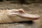 The American alligator Alligator mississippiensis ,portait of the albino aligator. White aligator portrai with brown background