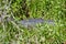 American alligator (Alligator mississippiensis) surrounded by lush vegetation