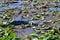 American alligator (Alligator mississippiensis) surrounded by small pools of water in wetland