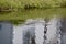 American alligator (Alligator mississippiensis) swimming next to grassy shoreline