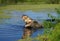 American alligator Alligator mississippiensis takes prey from a fisherman