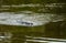 American alligator approaching across calm waters of Atchafalaya basin