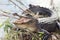 American Alligator Basking