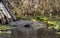 American Alligator basking by a Cypress stump in the Okefenokee Swamp