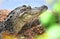 American Alligator basking at Donnelley WMA, South Carolina, USA