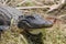 American Alligator basking, Okefenokee Swamp National Wildlife Refuge