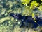 American Alligator at Blue Hole in the Florida Keys.