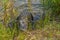 This American Alligator is at Burns Lake Campground in Big Cypress National Preserve, Ochopee, Florida