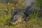 This American Alligator is at Burns Lake Campground in Big Cypress National Preserve, Ochopee, Florida