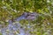 American Alligator Camouflaged In A Swamp