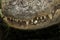 American Alligator Close Up Teeth Detail