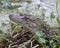 American Alligator closeup