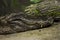 American alligator closeup lying on the sand, toothy