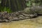 American alligator closeup lying on the sand, toothy