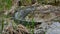 An American alligator crawling in mud of marsh at Port Aransas, Texas