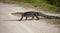 American Alligator crosses your path