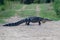 American alligator crossing a dirt road