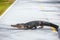 American Alligator crossing a road in Everglades national Park.Florida.USA