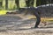 American alligator crossing trail