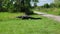 American Alligator Crossing a Trail in Florida Park.