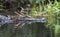 American Alligator diving into dark swamp water