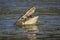 American Alligator Eating an American Coot - Florida