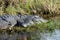 American Alligator Enjoying Marshy Water