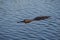 American Alligator in Everglades National Park.