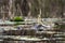 American Alligator eyes swimming in blackwater Okefenokee Swamp